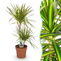 Green BoutiQ - Le vert est... Plantes d'intérieur - Dracaena Sunray - Dragonnier - Peu d'entretien - Vert - 1 plante - Pot 21cm - Hauteur 90-100cm