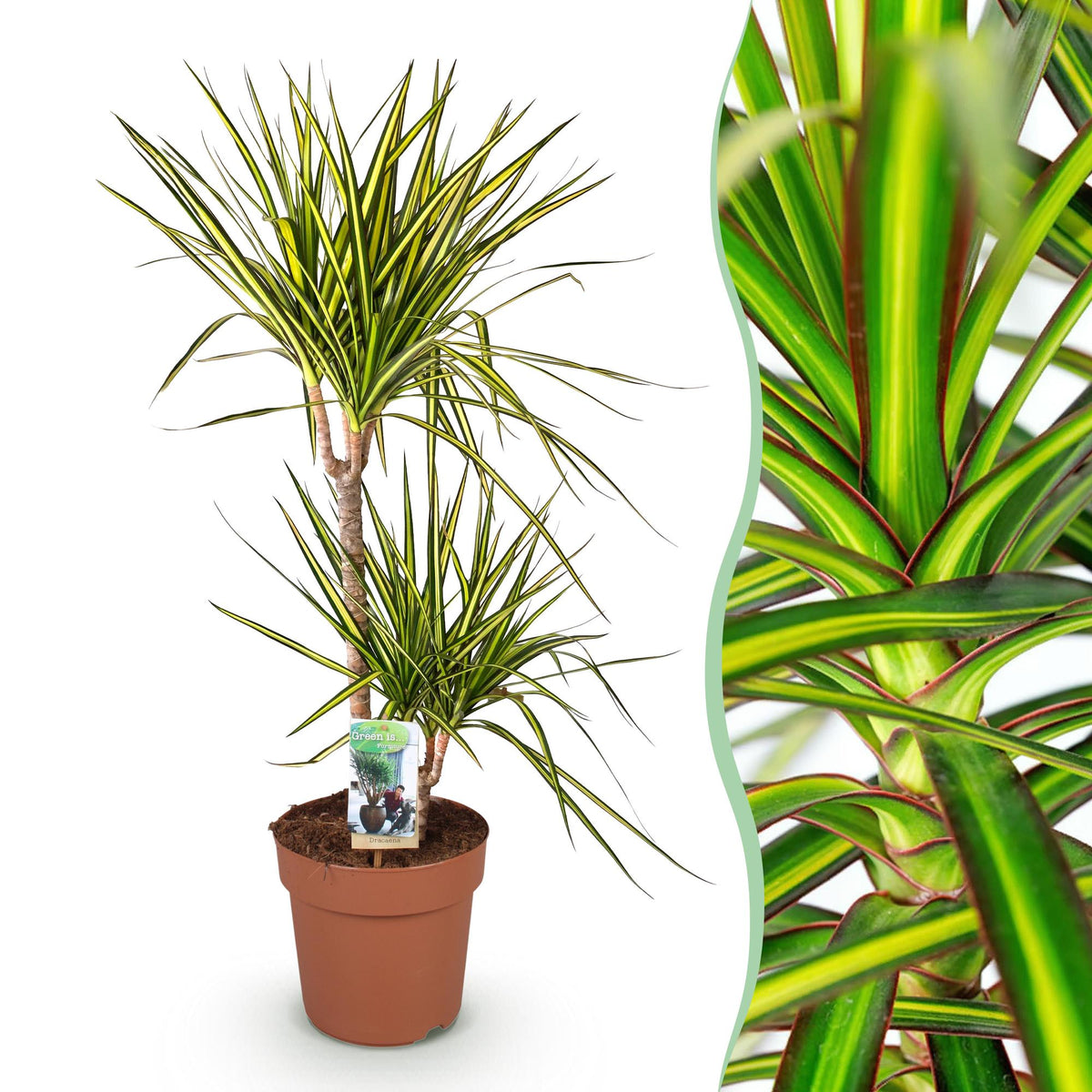 Green BoutiQ - Le vert est... Plantes d'intérieur - Dracaena Sunray - Dragonnier - Peu d'entretien - Vert - 1 plante - Pot 21cm - Hauteur 90-100cm