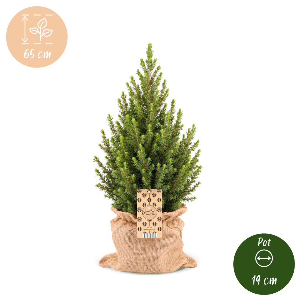 2x Picea glauca Conica - Dwarf Alberta Spruce - Green - Christmas tree - incl. jute bag - Ø19cm - ↕65cm