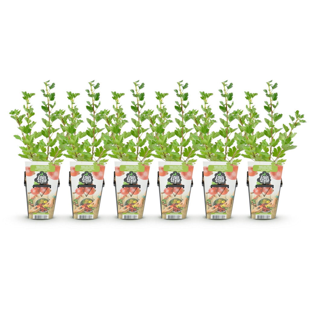 Green boutiQ - Plants fruitiers - Groseillier à maquereau - Ribes uva-crispa Hinnonmaki Rod - Rustique - 6 Plantes - Pot 9 cm - Groseille rouge