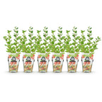Green boutiQ - Plants fruitiers - Groseillier à maquereau - Ribes uva-crispa Hinnonmaki Rod - Rustique - 6 Plantes - Pot 9 cm - Groseille rouge