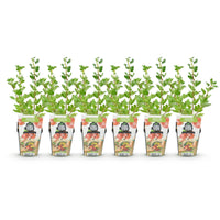 Green boutiQ - Fruitplanten - Kruisbes - Ribes uva-crispa Hinnonmaki Rod - Winterhard - 6 Planten - Pot 9 cm - Rode Bes