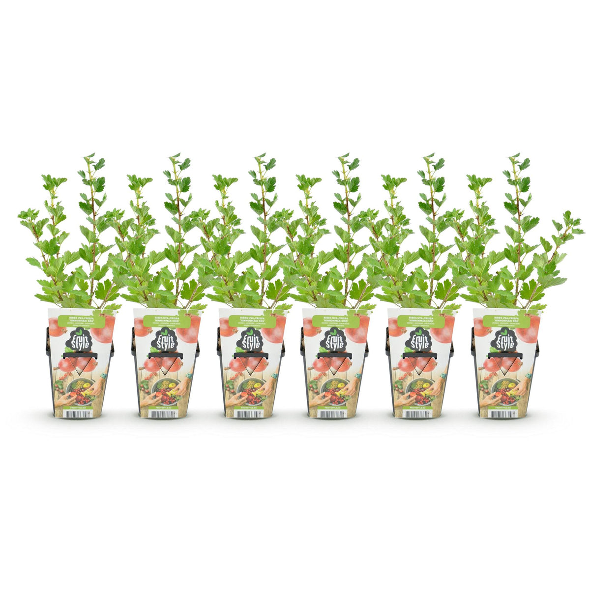 Green boutiQ - Plants fruitiers - Groseillier à maquereau - Ribes uva-crispa Hinnonmaki Rod - Rustique - 6 Plantes - Pot 9 cm - Groseille rouge