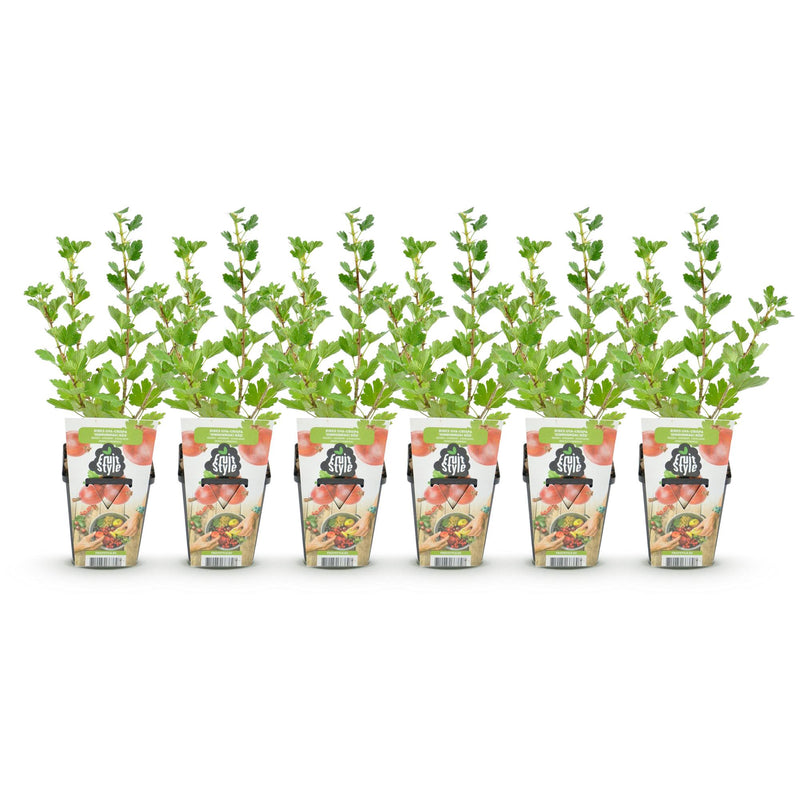 Green boutiQ - Fruitplanten - Kruisbes - Ribes uva-crispa Hinnonmaki Rod - Winterhard - 6 Planten - Pot 9 cm - Rode Bes