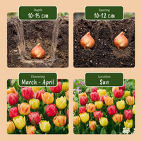 24x Tulipa Symbiosa mix - Tulp Symbiosa mix - Diversen - Voorjaarsbloeier - Bolmaat 11/12