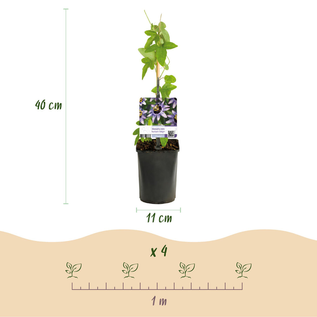 Green boutiQ - Passiflore - Passiflora Damsels Delight - Fleur violette et blanche - Peu d'entretien - 2 plantes - Pot 11cm Hauteur 40cm