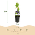 Green boutiQ - Passiflore - Passiflora Damsels Delight - Fleur violette et blanche - Peu d'entretien - 2 plantes - Pot 11cm Hauteur 40cm