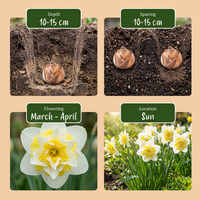 40x Narcissus Ice King - Dubbele narcis - Wit en Geel - Voorjaarsbloeier - Bolmaat 12/14