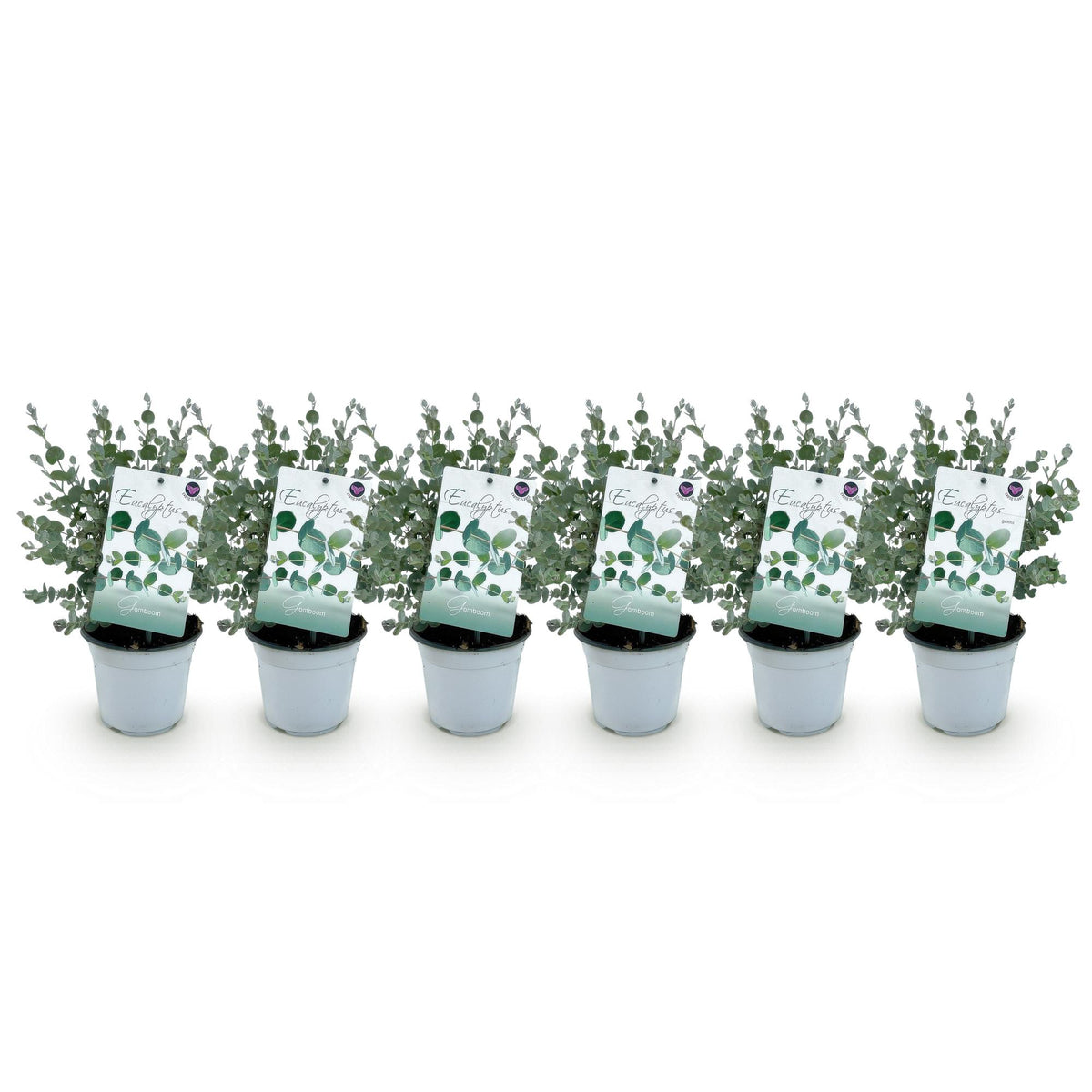 Green boutiQ - Terrasplant - Eucalyptus boom - Eucalyptus gunni  - Grijs - 6 Planten - Winterhard - Pot 14cm Hoogte 30cm