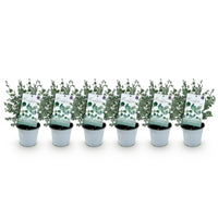 Green boutiQ - Terrasplant - Eucalyptus boom - Eucalyptus gunni  - Grijs - 6 Planten - Winterhard - Pot 14cm Hoogte 30cm