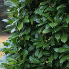 Green boutiQ - Haies - Prunus laurocerasus Novita - feuillage vert - 6 plantes - 1 mètre linéaire - persistant - pot 17 cm hauteur 50 cm