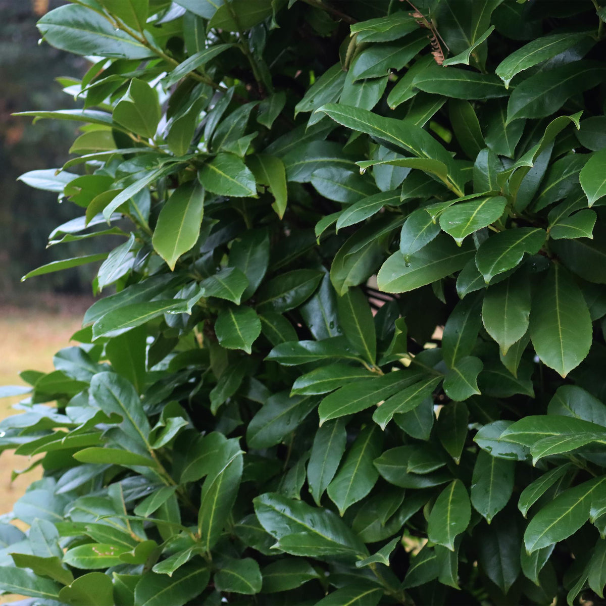 Green boutiQ - Haies - Prunus laurocerasus Novita - feuillage vert - 6 plantes - 1 mètre linéaire - persistant - pot 17 cm hauteur 50 cm