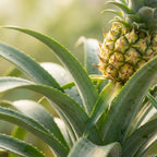 Ananas-Pflanze Mi Amigo - 4 Stück - Ø 12 cm - Höhe: 35 - 40 cm