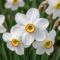 30x Narcissus Recurvus - Witte fazantoog - Wit - Voorjaarsbloeier - Bolmaat 10/12