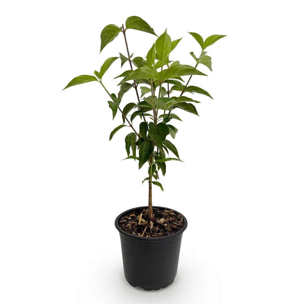 Green boutiQ - Plante de Jardin - Cornus kousa chinensis - Fleur Blanche - 1 Plante - Caduc - Peu d'Entretien - Pot 12cm Hauteur 35cm
