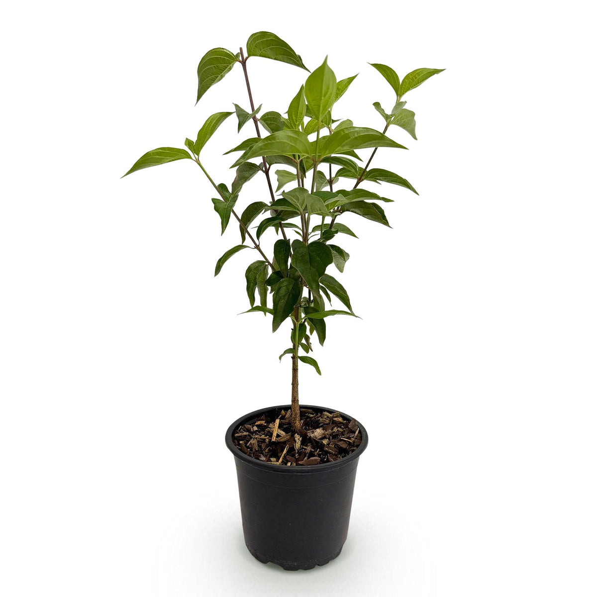 Green boutiQ - Tuinplant - Cornus kousa chinensis - Bloem Wit - 1 Plant - Bladverliezend - Weinig Onderhoud - Pot 12cm Hoogte 35cm