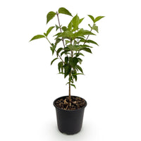 Green boutiQ - Tuinplant - Cornus kousa chinensis - Bloem Wit - 1 Plant - Bladverliezend - Weinig Onderhoud - Pot 12cm Hoogte 35cm