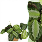 Green boutiQ - Plante d'intérieur - Maranta Fascinator Silverband - Plante prière - Plante adaptée aux animaux de compagnie - Vert - 1 plante - avec panier - Pot 12cm - Hauteur 25cm