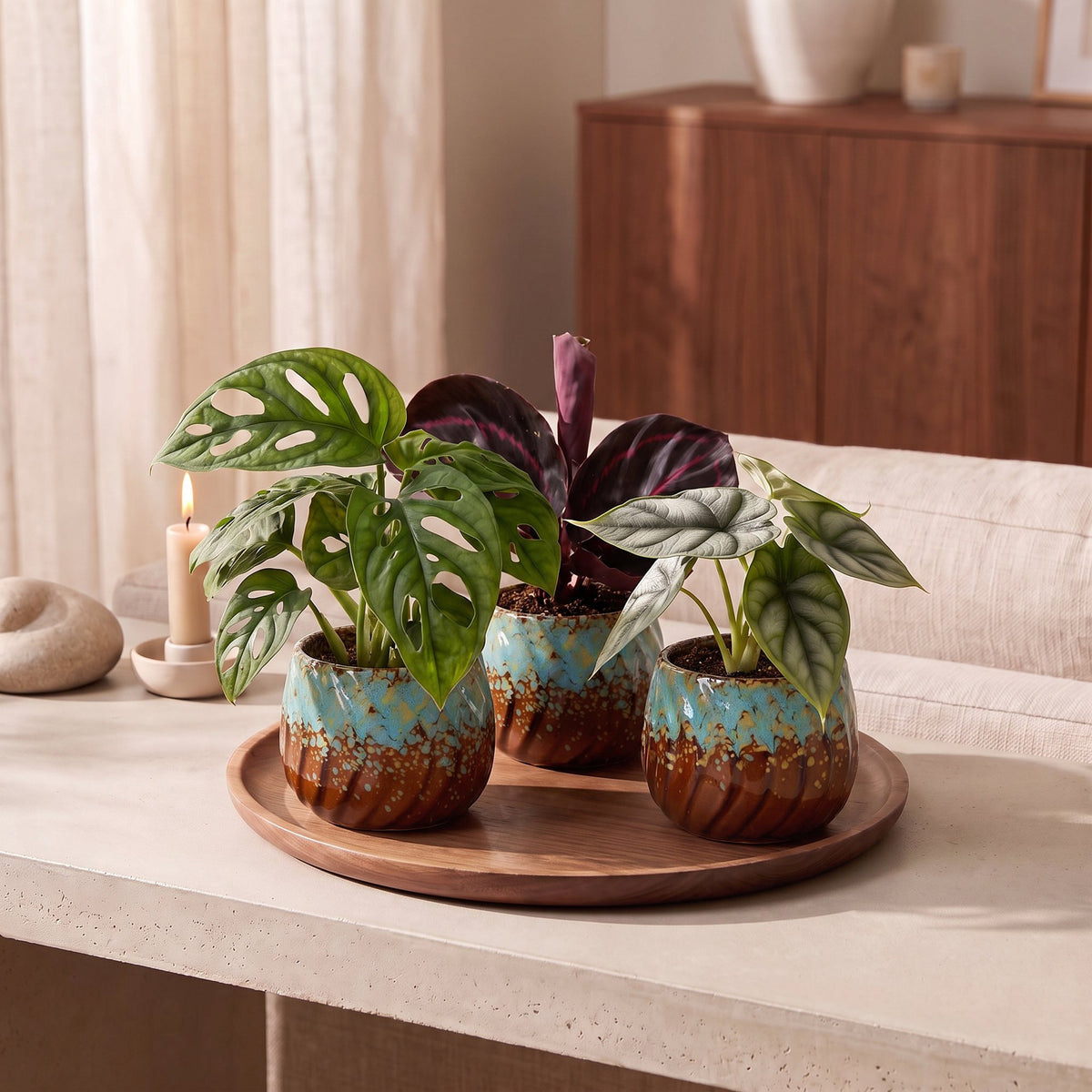 3x Baby Jungle Mix - Various colours - Tropical - incl. Copper Reef - Ø6cm - ↕10-15cm