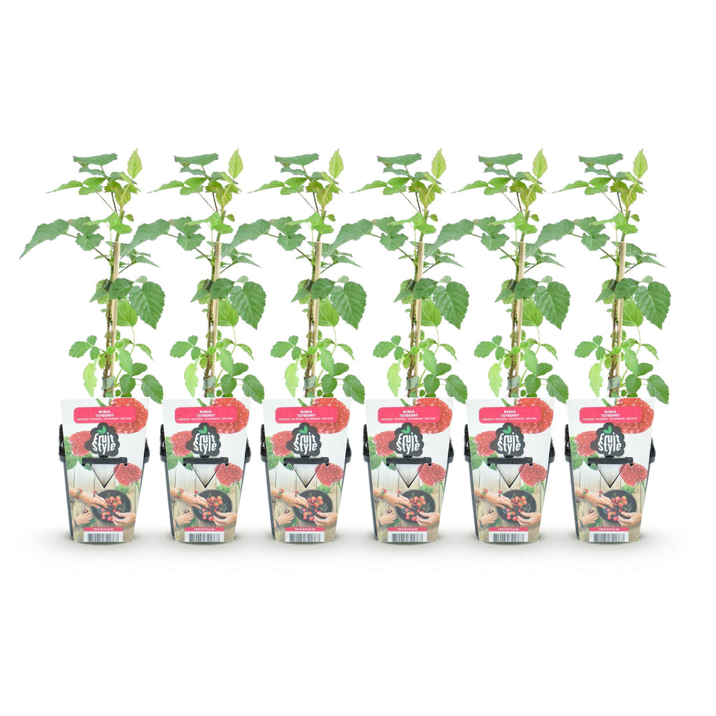 Green boutiQ - Obstpflanzen - Taybeere - Rubus Tayberry - Winterhart - 6 Pflanzen - Topf 9 cm - Rote Johannisbeere
