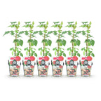 Green boutiQ - Obstpflanzen - Taybeere - Rubus Tayberry - Winterhart - 6 Pflanzen - Topf 9 cm - Rote Johannisbeere