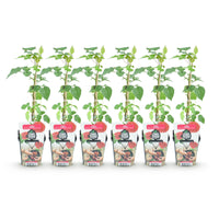 Green boutiQ - Fruitplanten - Taybes - Rubus Tayberry - Winterhard - 6 Planten - Pot 9 cm - Rode Bes