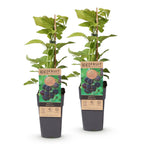 Green boutiQ - Plant fruitier - Rubus occ. Black Jewel - Framboisier noir - Rustique - Mûre noire - 2 plantes - Pot 15cm - Hauteur 50cm