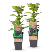 Green boutiQ - Fruitplant - Rubus occ. Black Jewel - Bramenplant - Winterhard - Zwarte Braam - 2 Planten - Pot 15cm - Hoogte 50cm