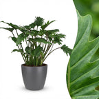 Green boutiQ - Plante d'intérieur - Philodendron - Philodendron Xanadu - Vert - Entretien facile - 1 plante - avec pot gris - Pot 19cm - Hauteur 60cm