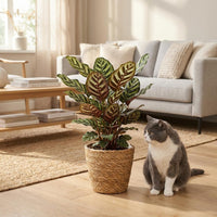 Green boutiQ - Kamerplant - Pauwenplant - Calathea Makoyana - Groen - Weinig onderhoud - 1 Plant - met Mand - Pot 19cm - Hoogte 70cm