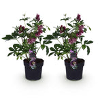 Green boutiQ - Plante de jardin - Rose de Carême - Helleborus orientalis Double Ellen Red - Fleur rouge - 2 Plantes - Persistante - Pot 14cm Hauteur 35cm