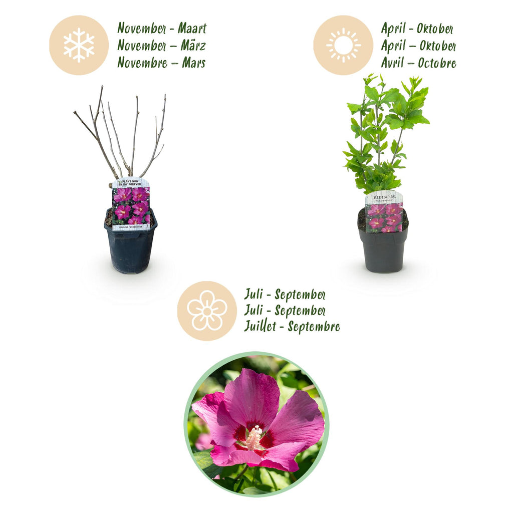 Green boutiQ - Arbustes - Hibiscus syriacus Woodbridge - Fleur rose - 1 plante - Caduc - Peu d'entretien - Pot 17cm Hauteur 45cm