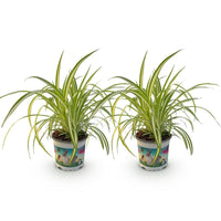 Green boutiQ - Kamerplant - Chlorophytum comosum Variegatum - Kattengras - Huisdiervriendelijk - Bont - 2 Planten - Pot 12cm - Hoogte 25-30cm