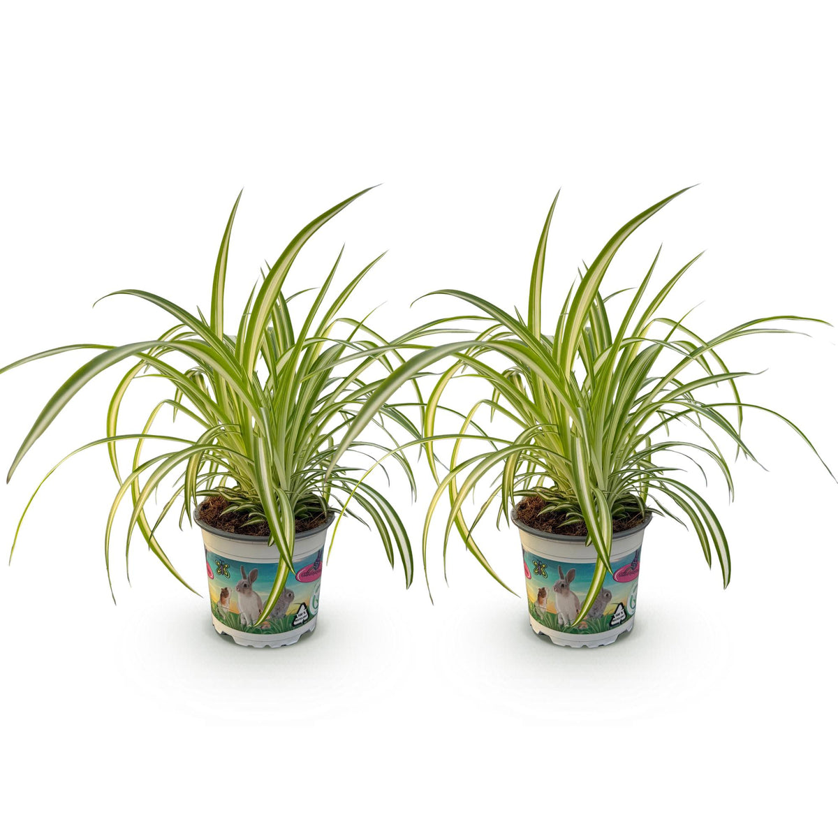Green boutiQ - Zimmerpflanze - Chlorophytum comosum Variegatum - Grünlilie - Haustierfreundlich - Bunt - 2 Pflanzen - Topf 12cm - Höhe 25-30cm