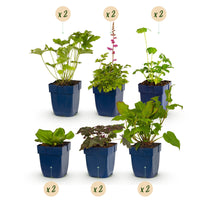 Vasteplant - Borderpakket - Schaduw - Diversen - Soorten en kleuren - 12 Planten - Pot 11cm - Hoogte 15-25cm