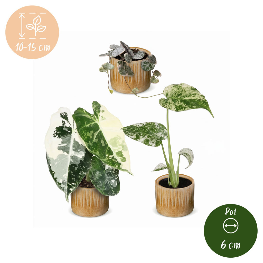 3x Baby Variegata Mix - Various colours - Tropical - incl. Linnea Honey - Ø6cm - ↕10-15cm