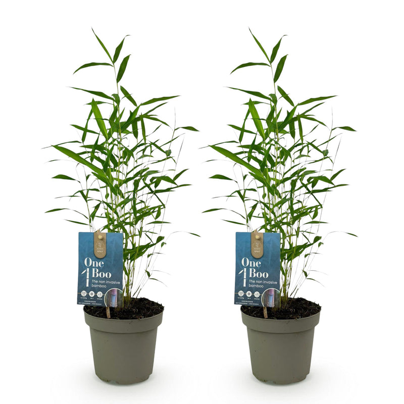 Green boutiQ - Bamboe - Fargesia Blue Dragon - Groen - 2 Planten - Bladhoudend - Niet Woekerend- Pot 14cm Hoogte 35cm