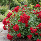 Green boutiQ - Tuin Roos - Rosa Rote The Fairy - Roos - Winterhard - Rood - 1 Plant - Pot 12cm - Hoogte Hoogte 20-25cm
