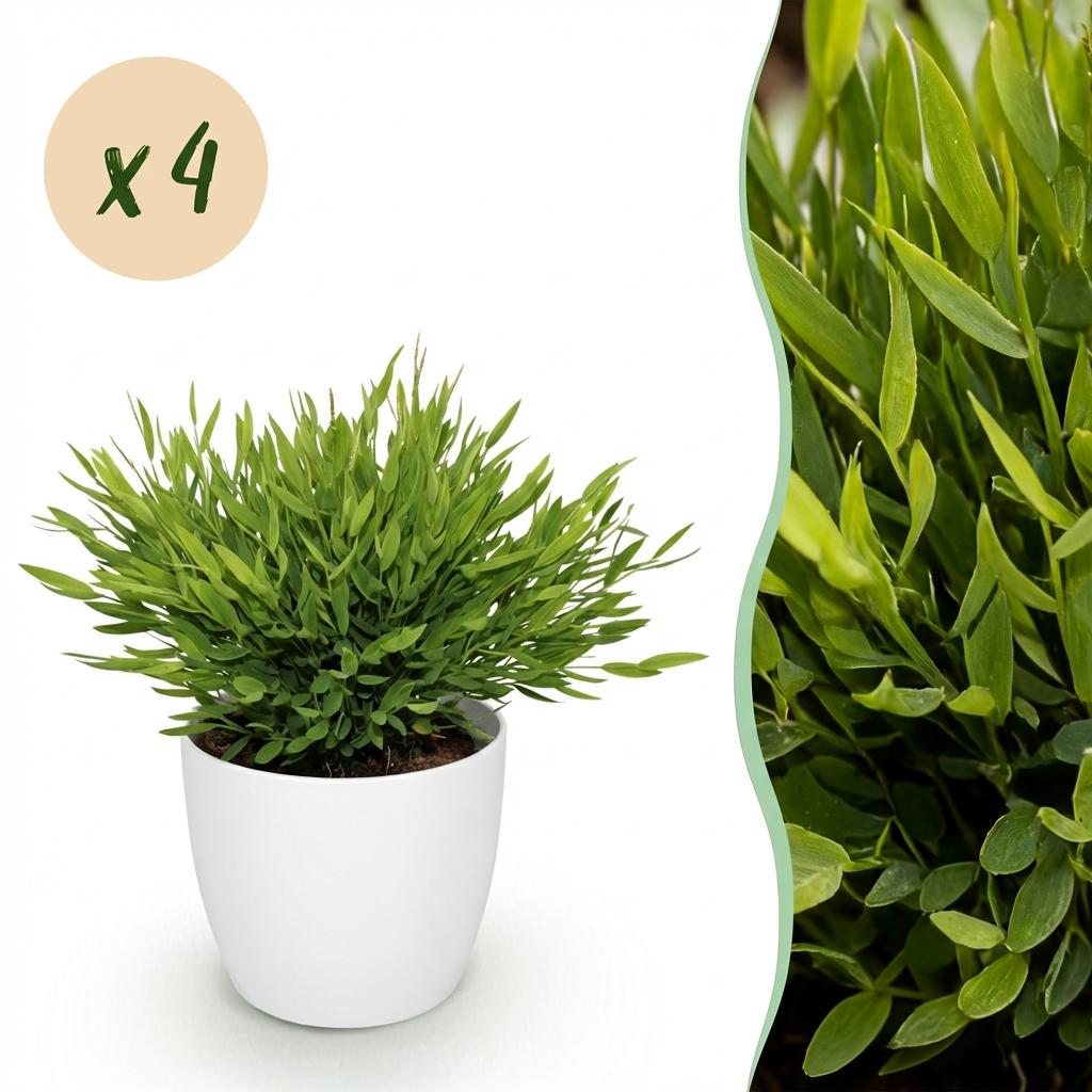 Green boutiQ - Zimmerpflanze - Bambusa Pogonatherum Monica - Bambusgras - Haustierfreundliche Pflanze - Grün - 4 Pflanzen - mit Topf Weiß - Topf 12cm - Höhe 20cm