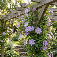 6x Clematis Justa - Bosrank - Licht Blauw - Klimplant - Ø9cm - ↕35cm