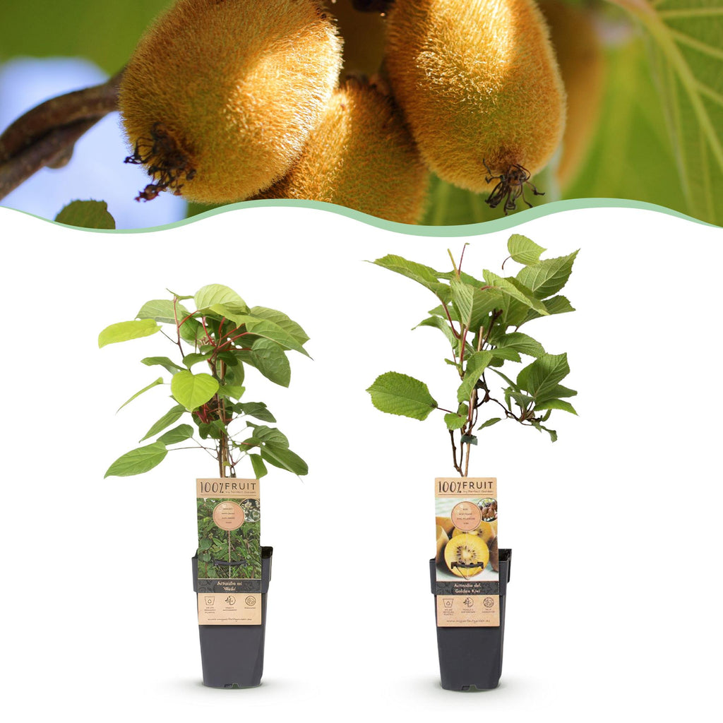 Green boutiQ - Plant fruitier - Actinidia Weiki & Kiwi doré - Pied de kiwi - 1 mâle - 1 femelle - Plantes - Jaune - Pot 15 cm - Hauteur 50 cm