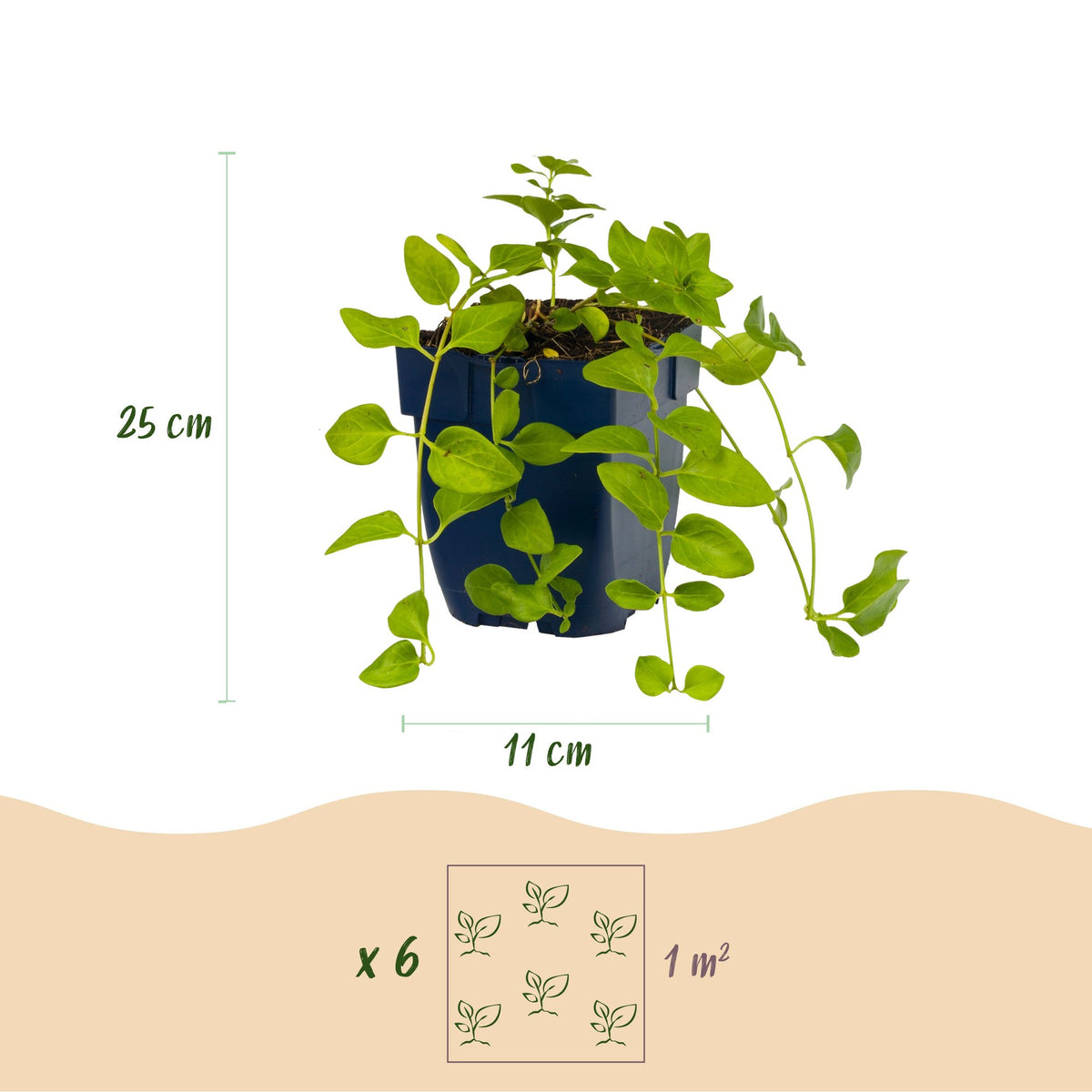 Vasteplant - Vinca major - Maagdenpalm - Bodembedekkend - Blauw - 24 Planten - Pot 11cm - Hoogte 15-25cm