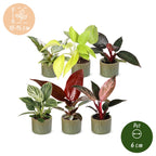 6x Baby Philodendron Family - White - Pink - Yellow - Green - Red - Tropical - incl. Linnea Olive - Ø6cm - ↕10-15cm
