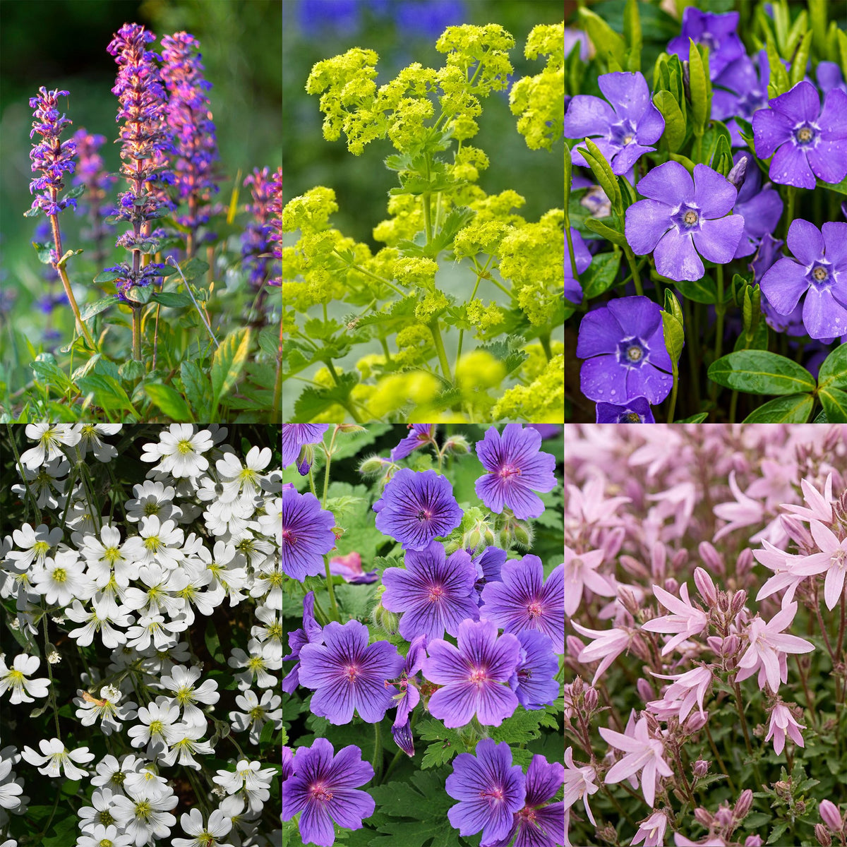 Vasteplant - Borderpakket - Bodembedekend - Diversen - Soorten en kleuren - 12 Planten - Pot 11cm - Hoogte 15-25cm