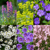 Vasteplant - Borderpakket - Bodembedekend - Diversen - Soorten en kleuren - 12 Planten - Pot 11cm - Hoogte 15-25cm