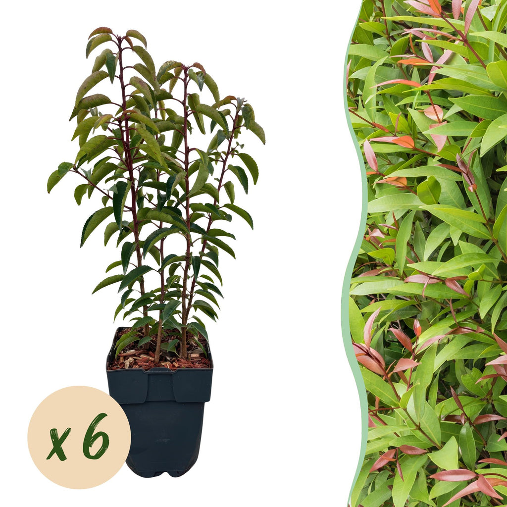Green boutiQ - Heckenpflanzen - Prunus lusitanica Angustifolia - Blatt grün - 6 Pflanzen - 1 laufender Meter - immergrün - Topf 17 cm Höhe 50 cm