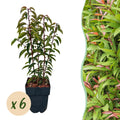 Green boutiQ - Heckenpflanzen - Prunus lusitanica Angustifolia - Blatt grün - 6 Pflanzen - 1 laufender Meter - immergrün - Topf 17 cm Höhe 50 cm