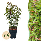 Green boutiQ - Heckenpflanzen - Prunus lusitanica Angustifolia - Blatt grün - 6 Pflanzen - 1 laufender Meter - immergrün - Topf 17 cm Höhe 50 cm