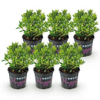 Green boutiQ - Dwerg Rhododendron - Rhododendron Bloombux Light Pink - Bloeiende Buxus - Weinig Onderhoud - Licht Roze Bloem - 6 Planten - Pot 10,5cm - Hoogte 20-25cm