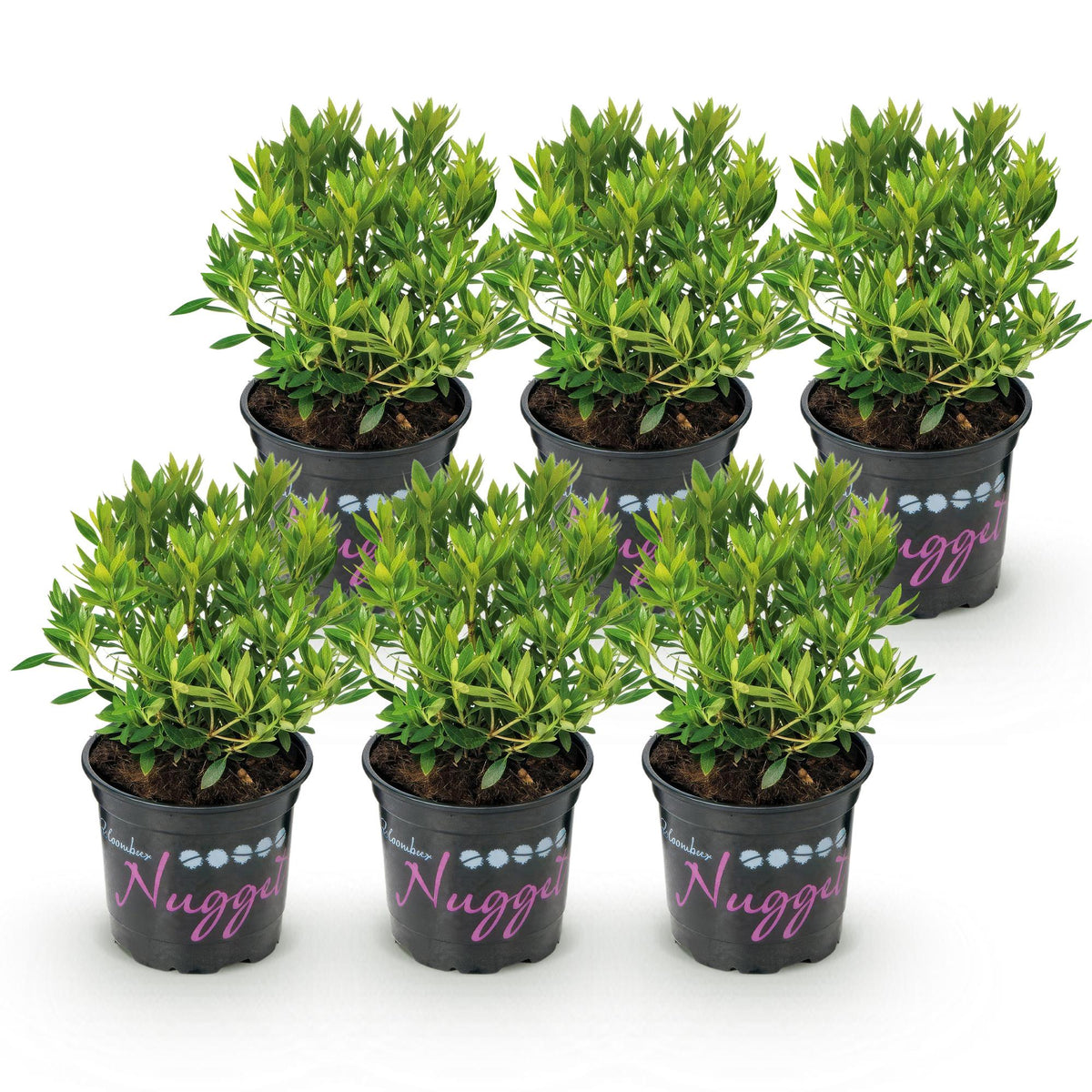 Green boutiQ - Rhododendron nain - Rhododendron Bloombux Light Pink - Buis à fleurs - Faible entretien - Fleur rose clair - 6 plantes - Pot 10,5 cm - Hauteur 20-25 cm